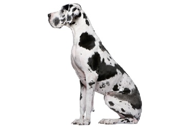 great-dane