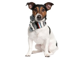 jack-russell-terrier