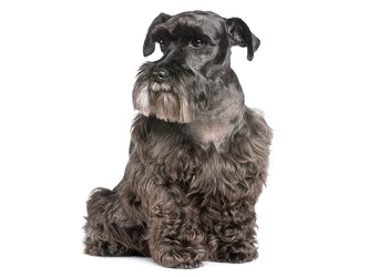 schnauzer