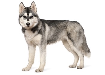 siberian-husky