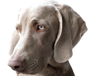 weimaraner