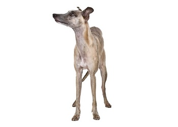 Whippet - Dog Breed Information, Facts & Lifespan