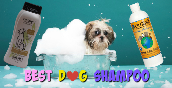 The Best Shampoo for Dogs – Waterless – Flea | Nice Smelling | Dry Skin