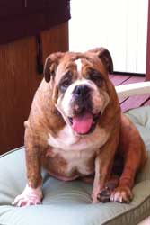 brindle-bulldog