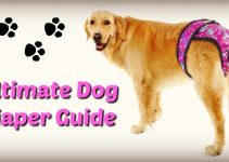 The Best Washable & Disposable Dog Diapers for Males & Female Dogs