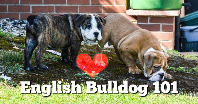 english-bulldog-101