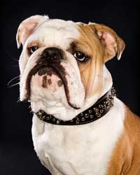 english_bulldog