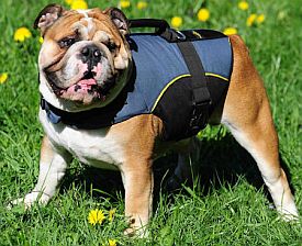 bulldog in a harness