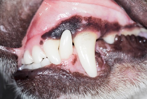healthy-dog-teeth