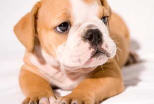 english bulldog puppy