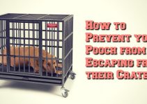 Preventing Your Dog Escaping From Their Crate or Kennel